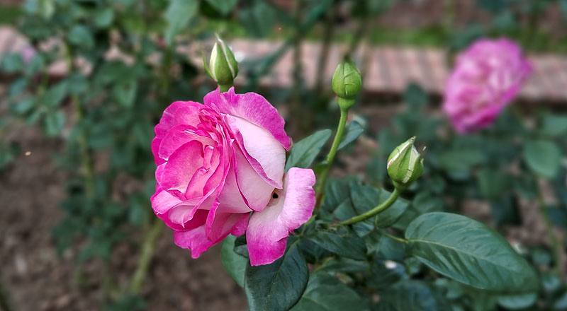 玫瑰 日出 (圖片2)