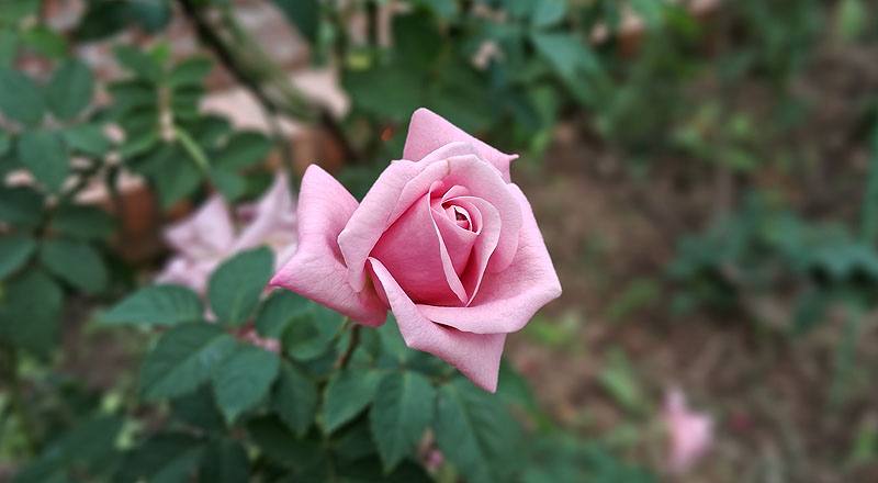 玫瑰 日光 (圖片8)