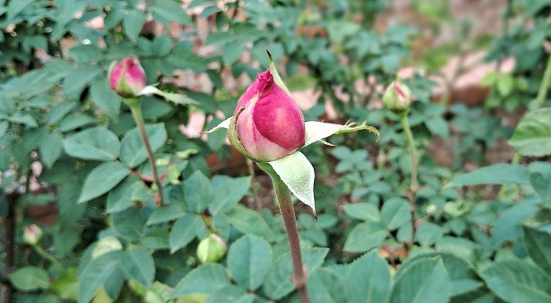 玫瑰 日光 (圖片5)