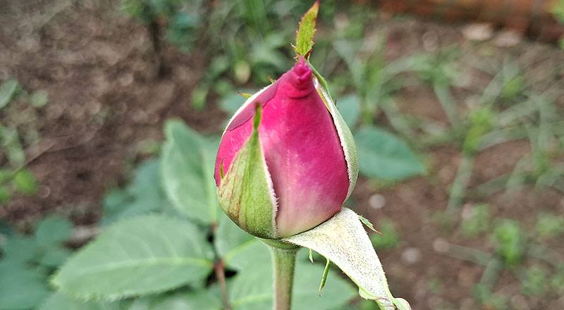 玫瑰 日光 (圖片1)