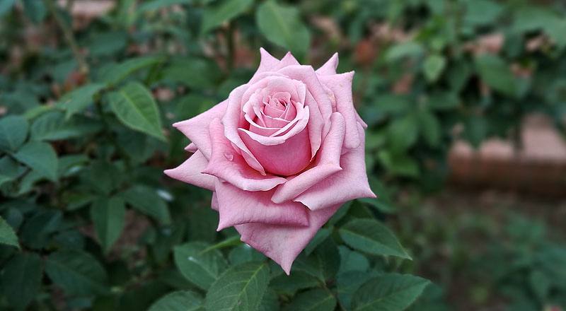 玫瑰 日光 (圖片3)