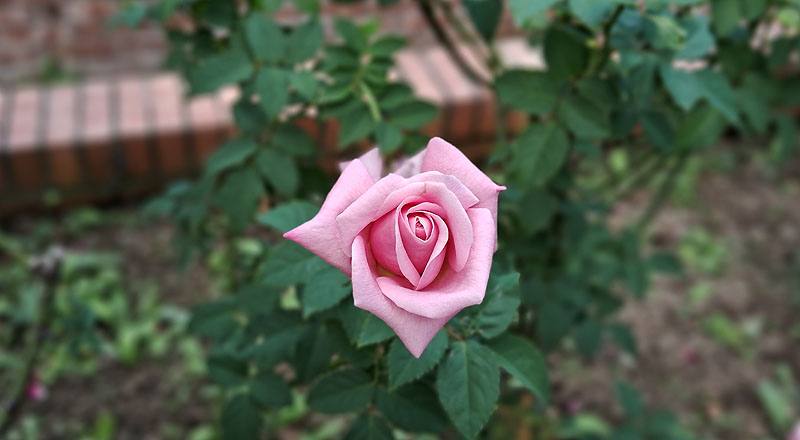 玫瑰 日光 (圖片7)