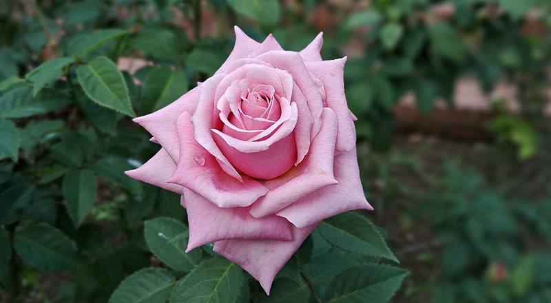 玫瑰 日光 (圖片2)