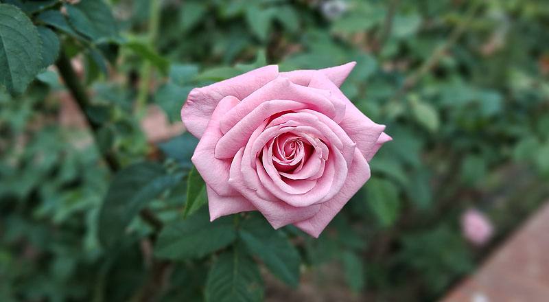 玫瑰 日光 (圖片4)