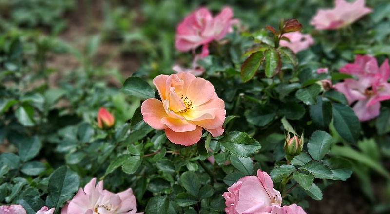 玫瑰 水蜜桃飄移 (圖片2)