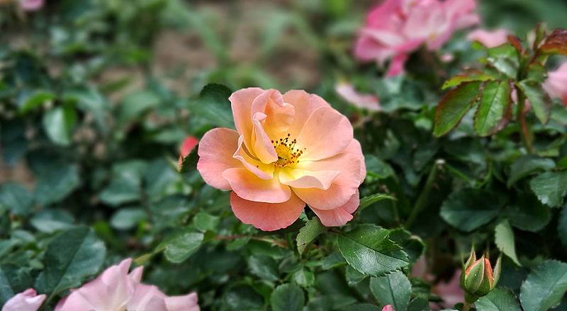 玫瑰 水蜜桃飄移 (圖片3)