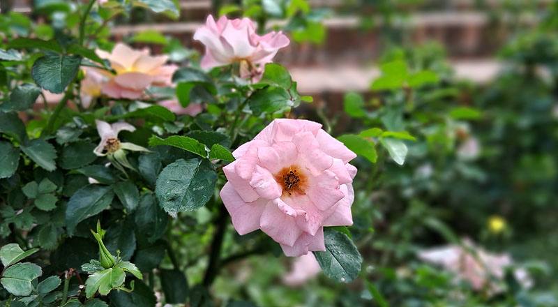 玫瑰 水蜜桃飄移 (圖片7)