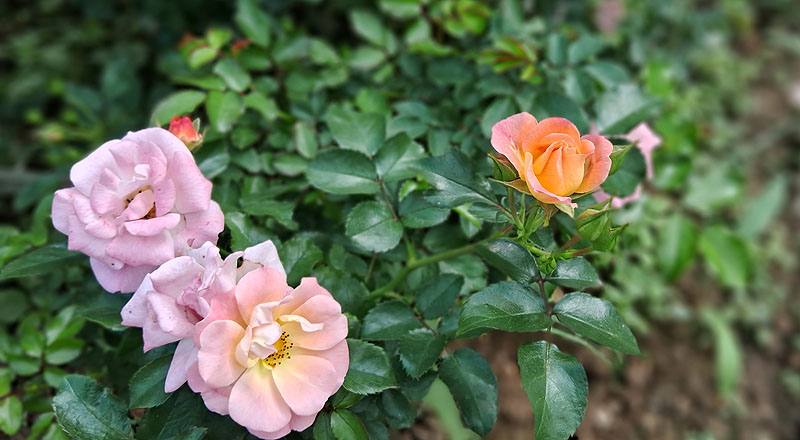 玫瑰 水蜜桃飄移 (圖片5)