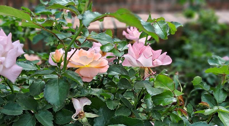 玫瑰 水蜜桃飄移 (圖片8)