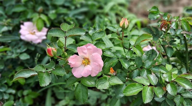 玫瑰 水蜜桃飄移 (圖片4)