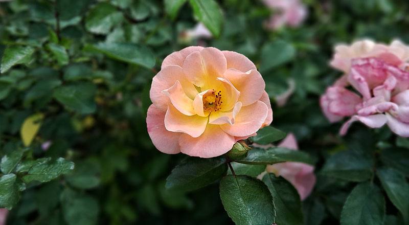 玫瑰 水蜜桃飄移 (圖片6)