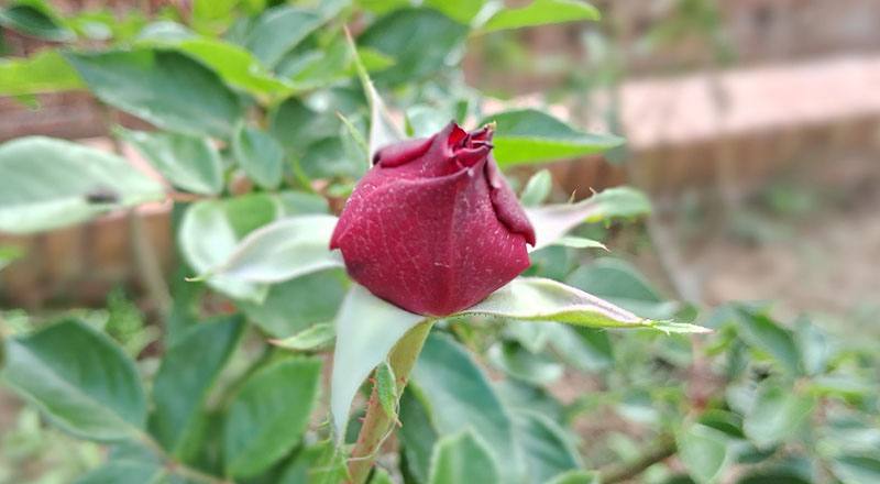 玫瑰 火焰之舞 (圖片2)