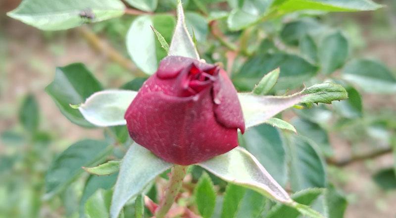 玫瑰 火焰之舞 (圖片1)