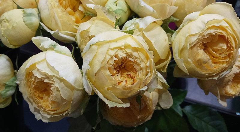 玫瑰 卡特琳娜 (圖片6)