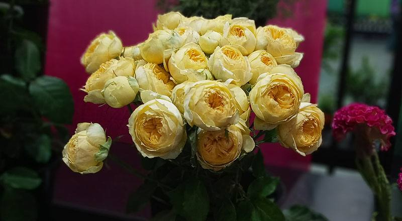 玫瑰 卡特琳娜 (圖片7)