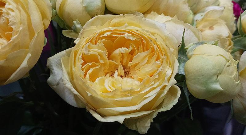 玫瑰 卡特琳娜 (圖片4)