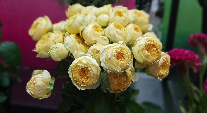 玫瑰 卡特琳娜 (圖片9)