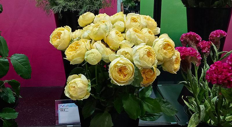 玫瑰 卡特琳娜 (圖片1)