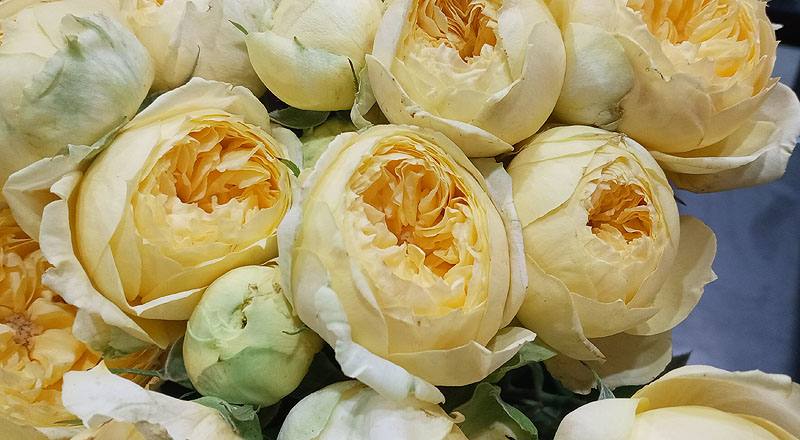 玫瑰 卡特琳娜 (圖片5)