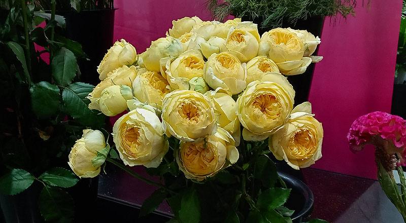 玫瑰 卡特琳娜 (圖片2)