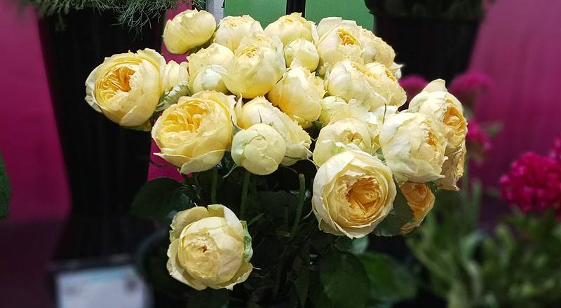 玫瑰 卡特琳娜 (圖片8)