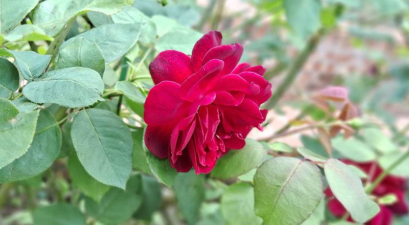 玫瑰 弗朗西斯迪布勒伊 (圖片9)