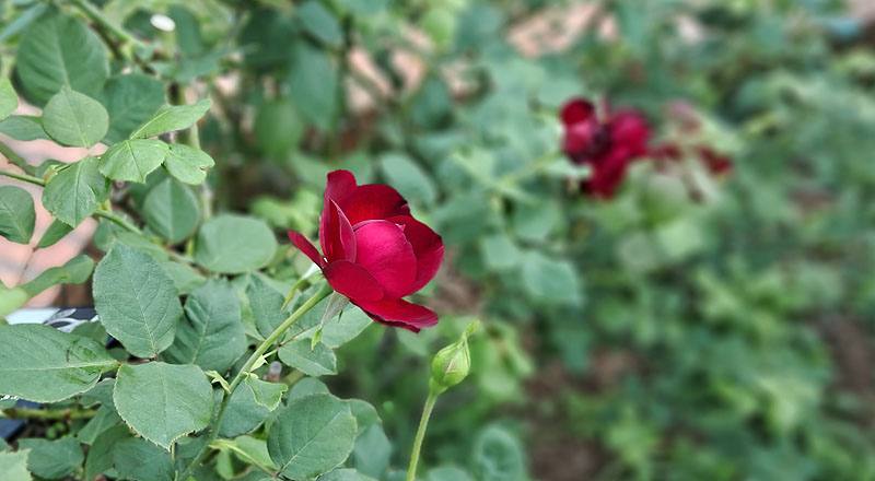 玫瑰 弗朗西斯迪布勒伊 (圖片8)