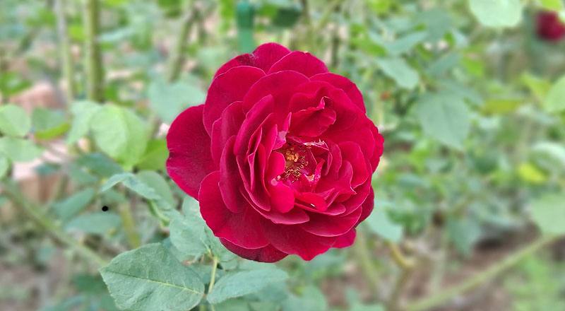 玫瑰 弗朗西斯迪布勒伊 (圖片3)