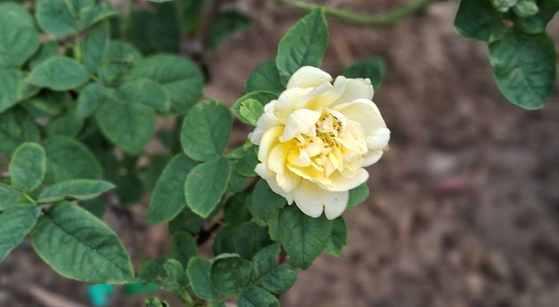 玫瑰 伊豆舞孃 (圖片3)