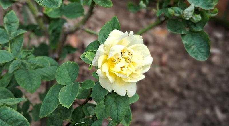 玫瑰 伊豆舞孃 (圖片2)