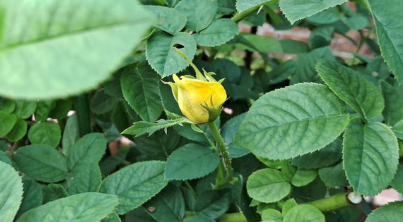 玫瑰 伊豆舞孃 (圖片6)