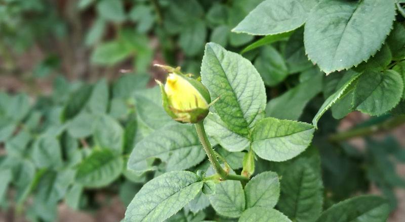 玫瑰 伊豆舞孃 (圖片4)