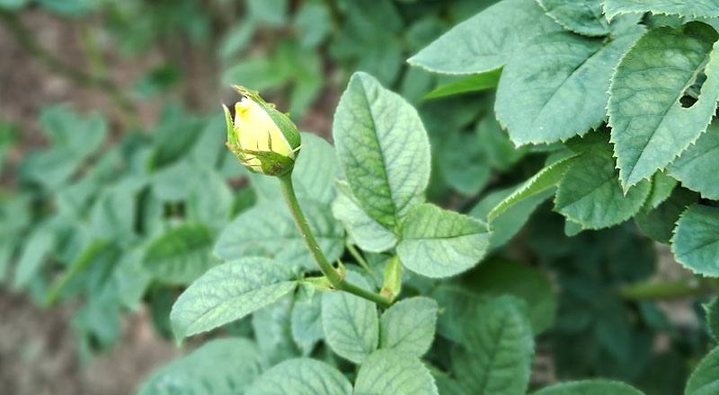 玫瑰 伊豆舞孃 (圖片5)