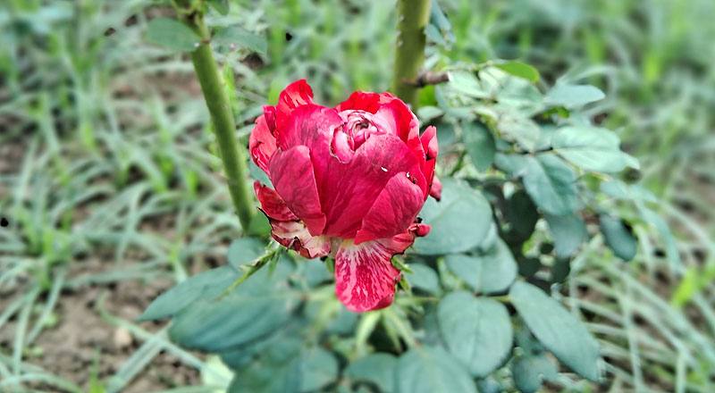 玫瑰 安娜普娜 (圖片1)