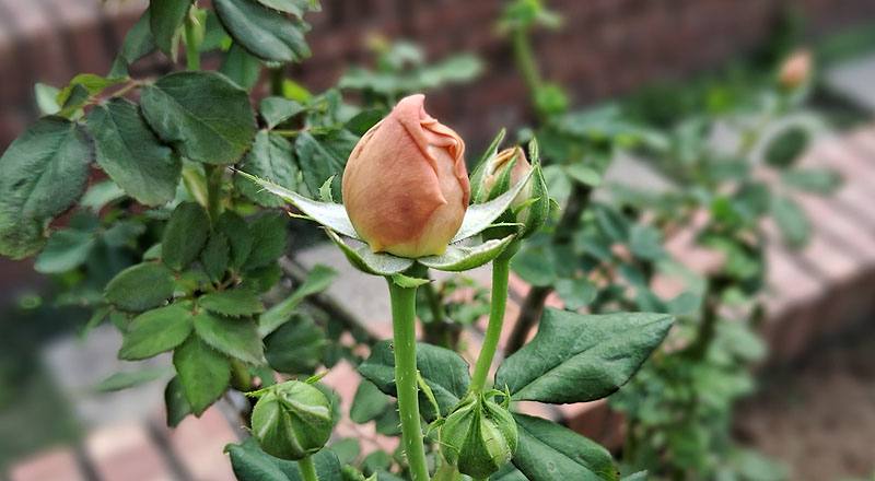 玫瑰 安蓓姬 (圖片2)