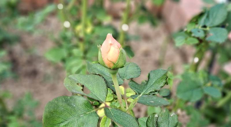 玫瑰 安蓓姬 (圖片4)