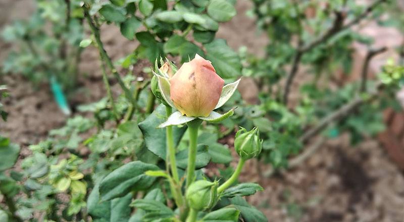 玫瑰 安蓓姬 (圖片1)