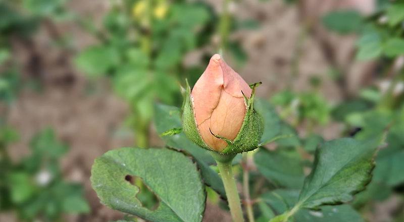 玫瑰 安蓓姬 (圖片3)