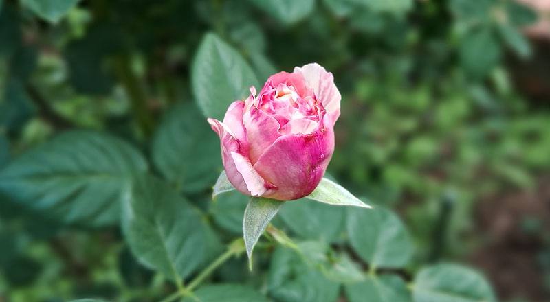 玫瑰 克勞德莫內 (圖片2)