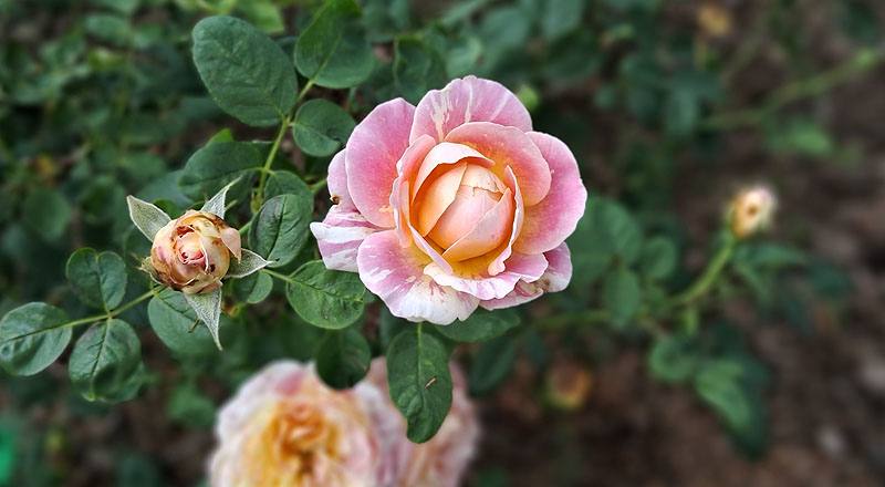 玫瑰 克勞德莫內 (圖片9)