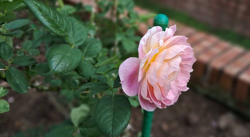 玫瑰 克勞德莫內 (圖片10)