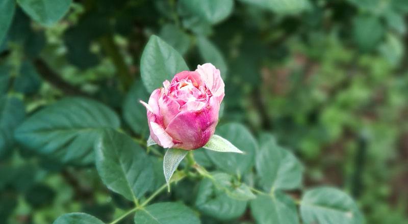 玫瑰 克勞德莫內 (圖片1)