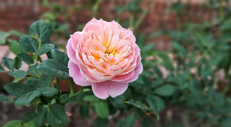 玫瑰 克勞德莫內 (圖片7)