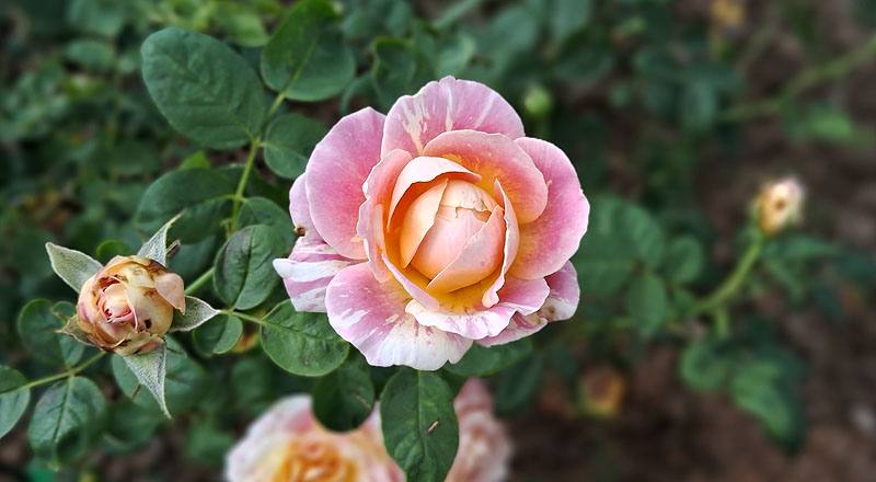 玫瑰 克勞德莫內 (圖片8)