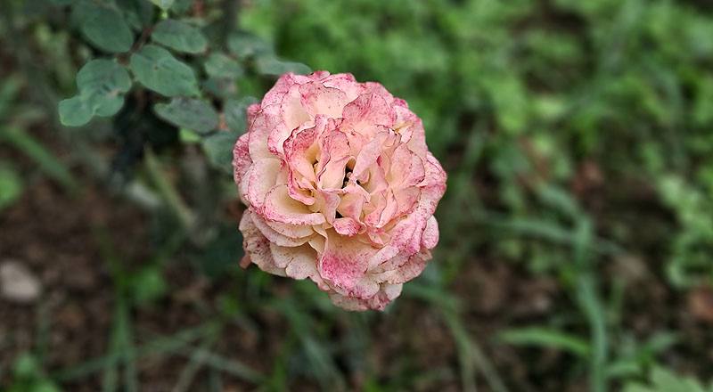 玫瑰 克勞德莫內 (圖片6)