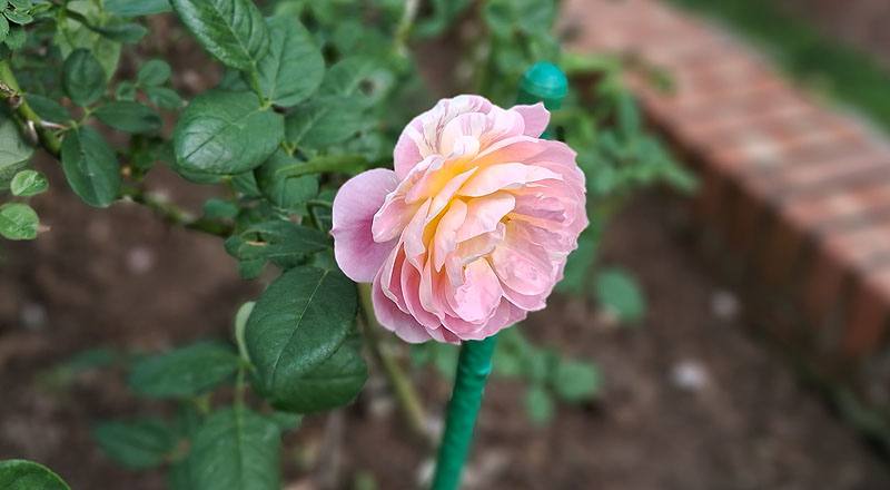 玫瑰 克勞德莫內 (圖片11)