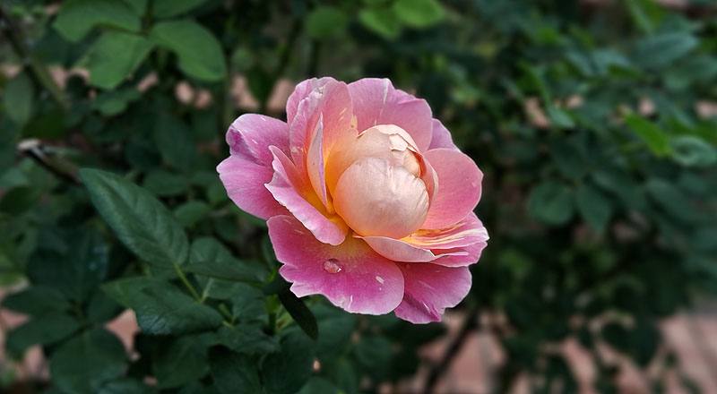 玫瑰 克勞德莫內 (圖片4)