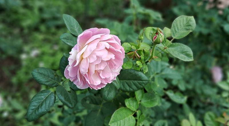 玫瑰 克勞德莫內 (圖片5)