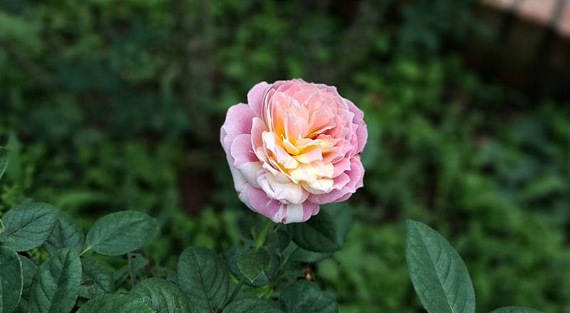 玫瑰 克勞德莫內 (圖片3)