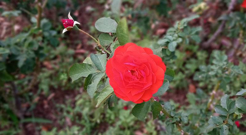 玫瑰 沙其蒙 (圖片4)